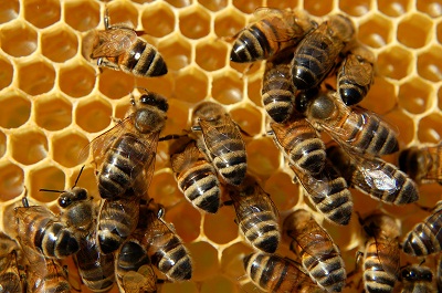 Beekeeping is just one way for the self-sufficient homesteader to produce food.